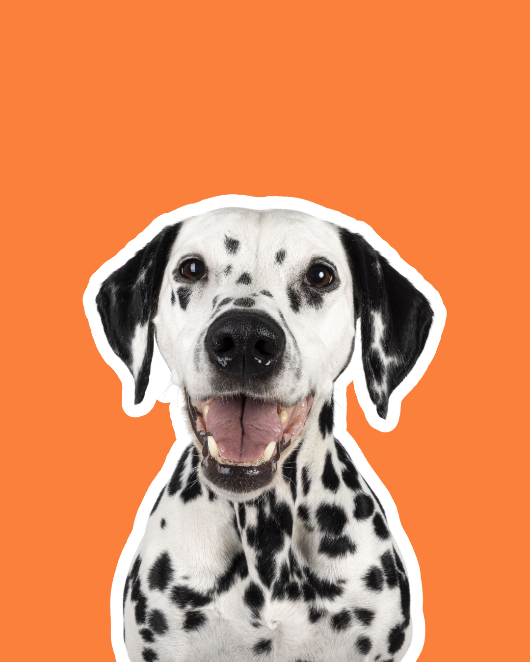 Cães Adultos