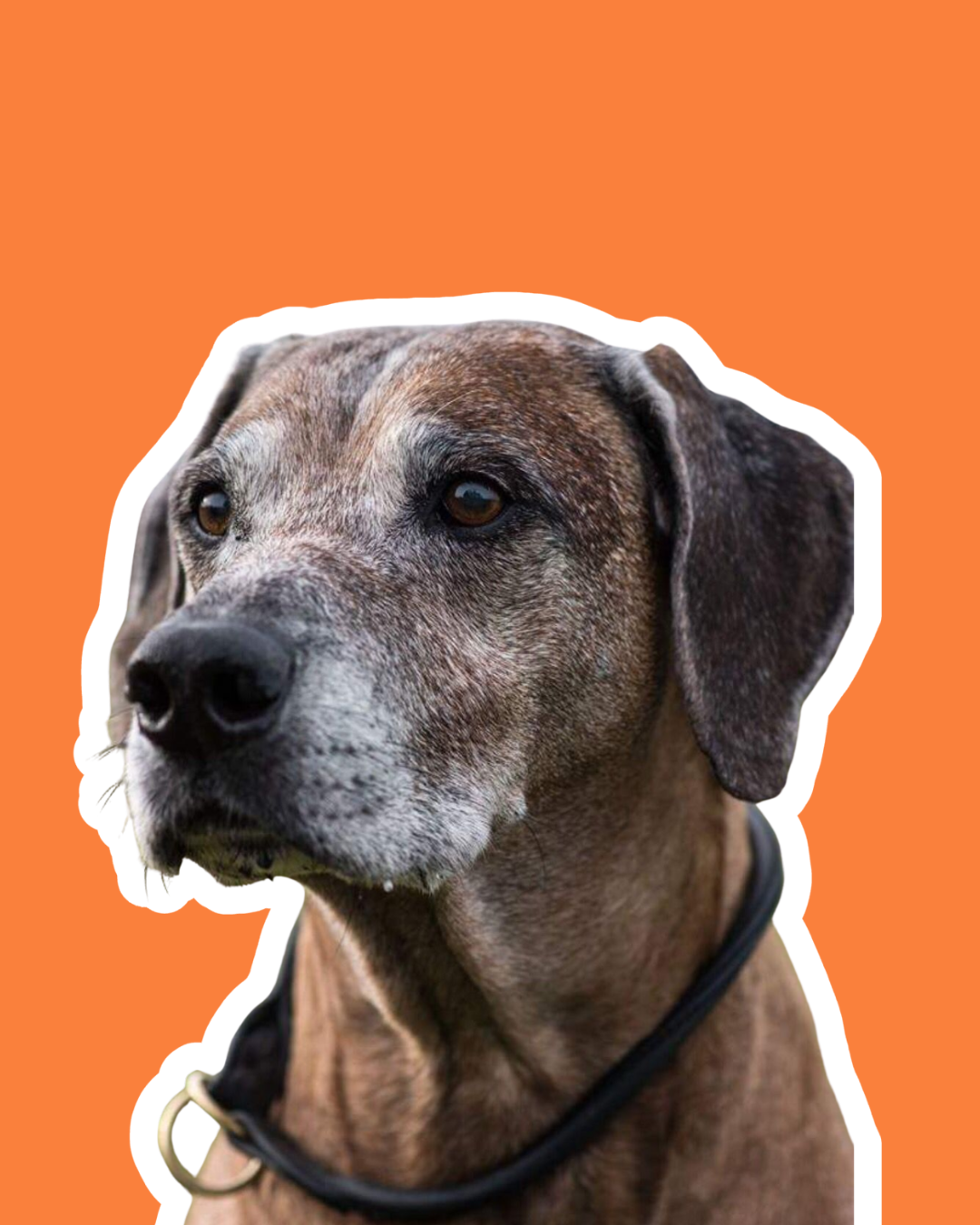 Cães Senior