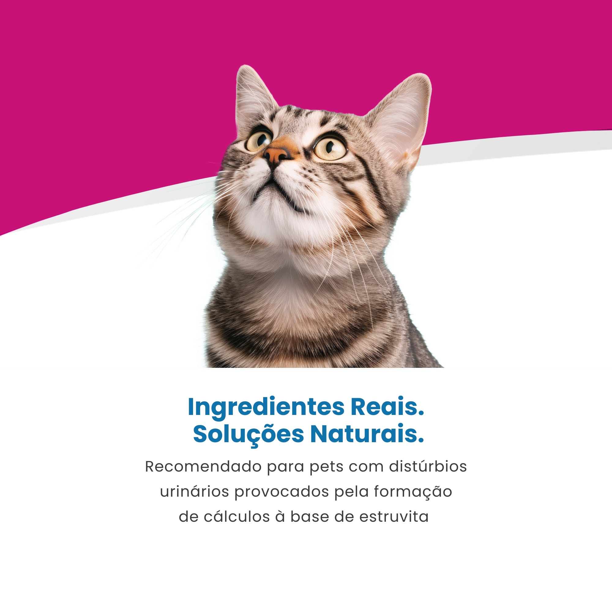 Vet Life Urinary Struvite para Gatos Adul...